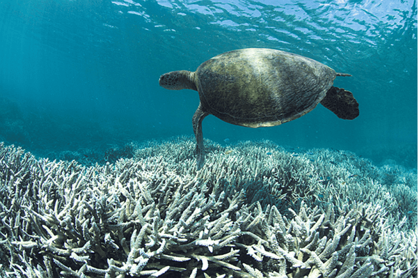 海洋暖化導致珊瑚白化，海洋吸收了人為排放的二氧化碳後導致海洋酸化，海洋暖化和酸化嚴重影響了海洋生態。
